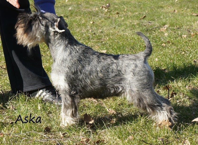Aska